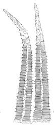 Cladomnion ericoides, exostome teeth, outer surface. Drawn from P. Child s.n., 5 Mar. 1972, CHR 422333, and D. Glenny s.n., 27 Nov. 1985, CHR 438494.
 Image: R.C. Wagstaff © Landcare Research 2018 